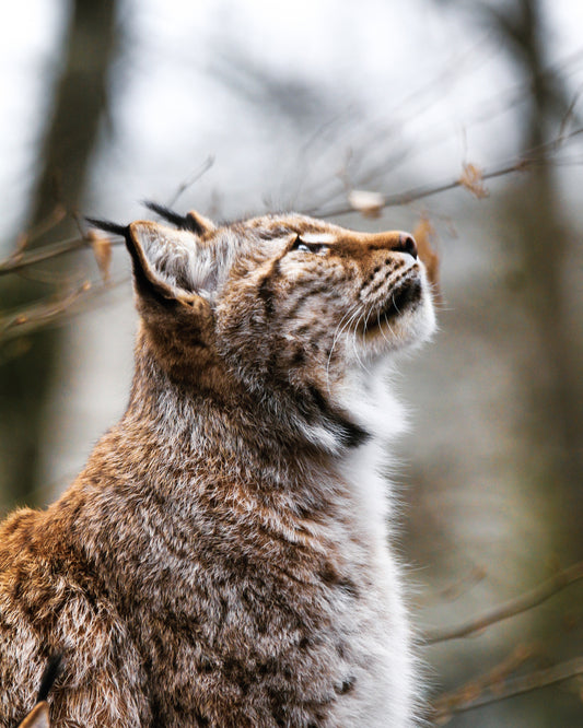 Le guetteur des brumes