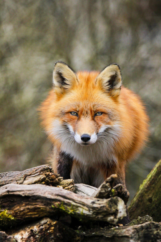 Fils de l’écorce et du feu