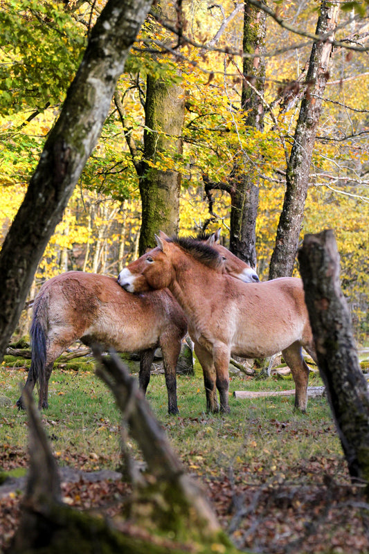 Deux âmes indomptées