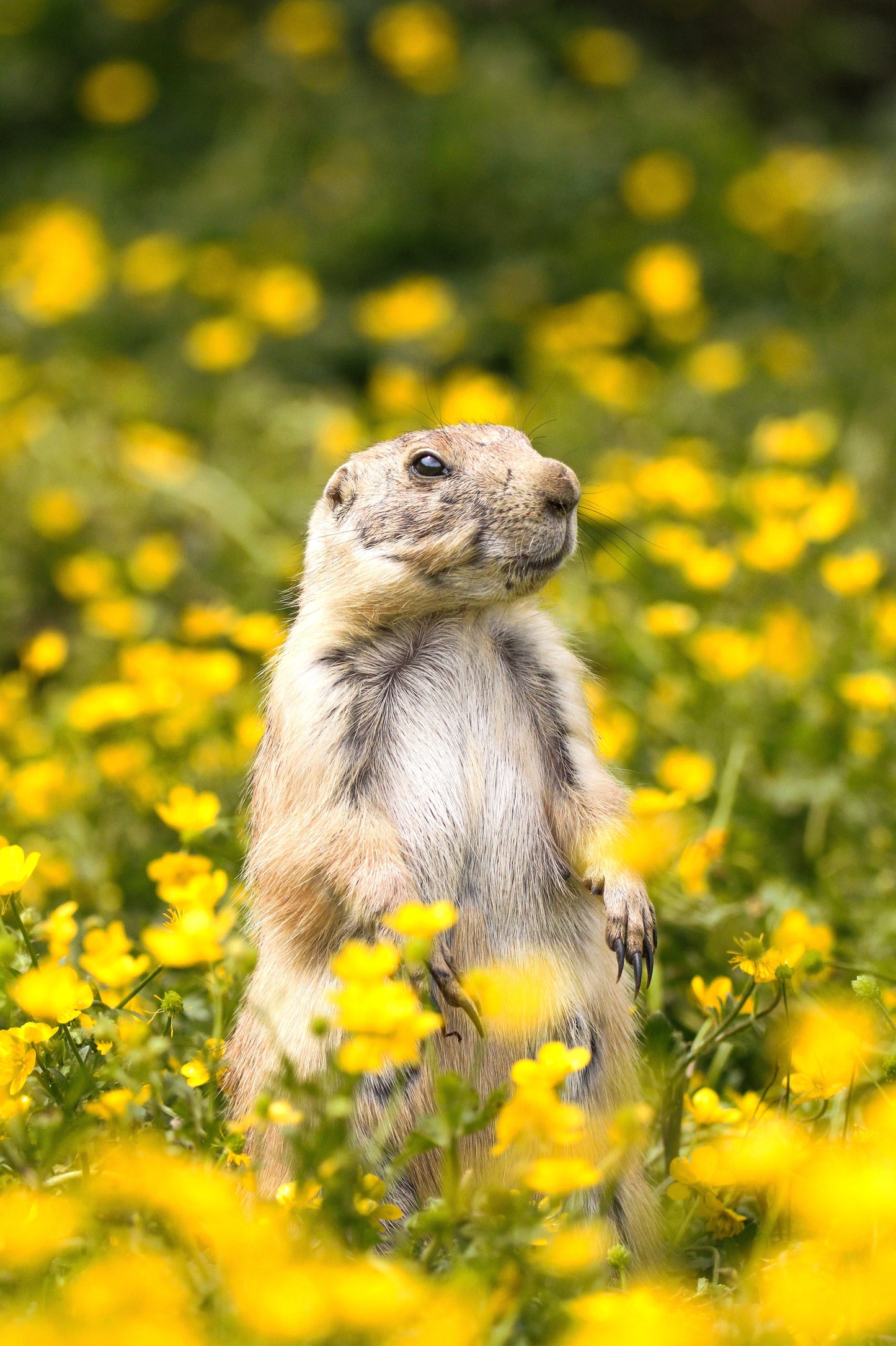 Sentinelle des pétales