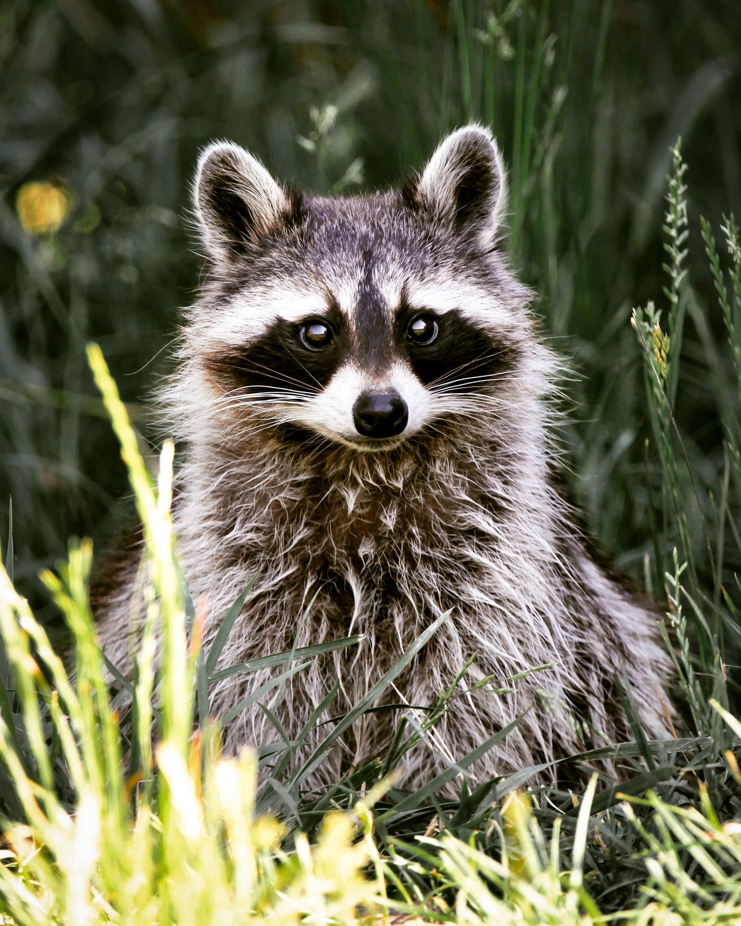 Masque de crépuscule