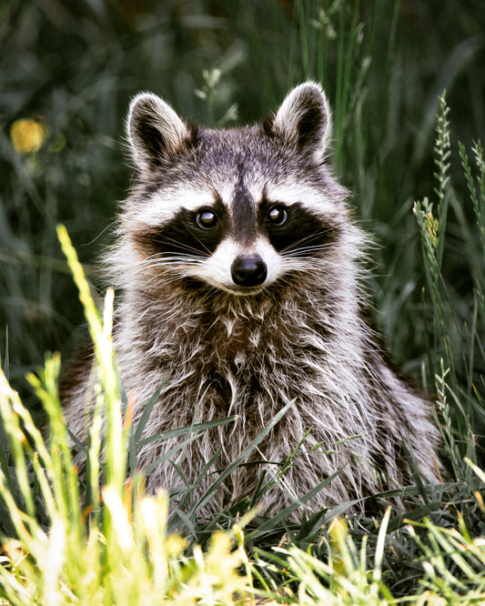 Masque de crépuscule