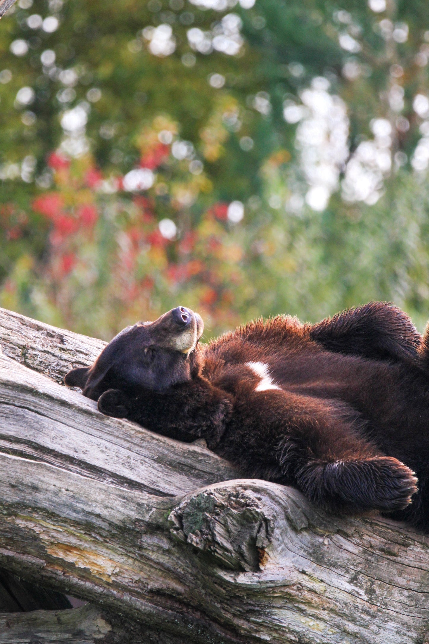 L’automne naissant